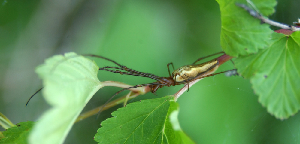 Photo of Tetragnatha