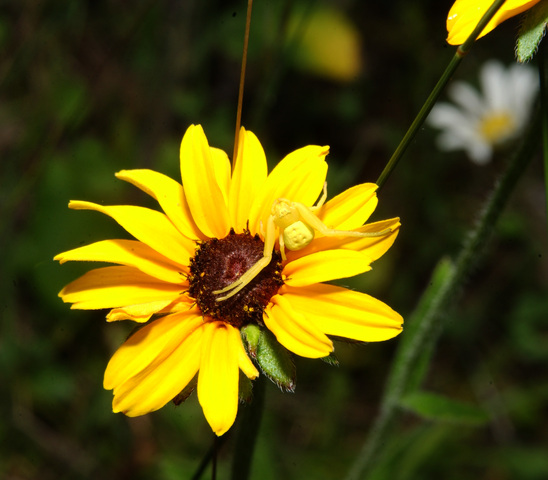 Photo of Thomisidae