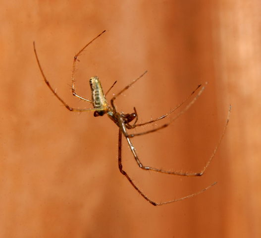 Photo of Tetragnatha