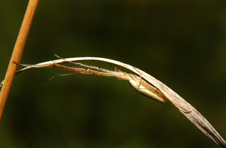 Photo of Tetragnatha