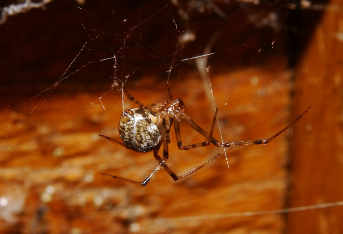 Photo of Parasteatoda tepidariorum