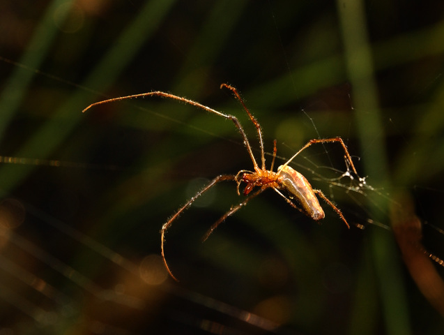 Photo of Tetragnatha