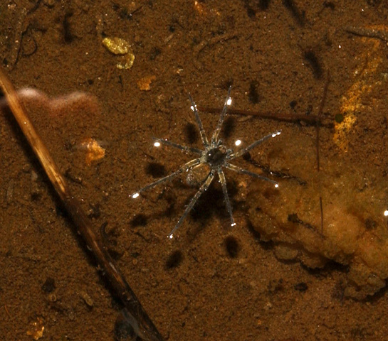 Photo of Dolomedes