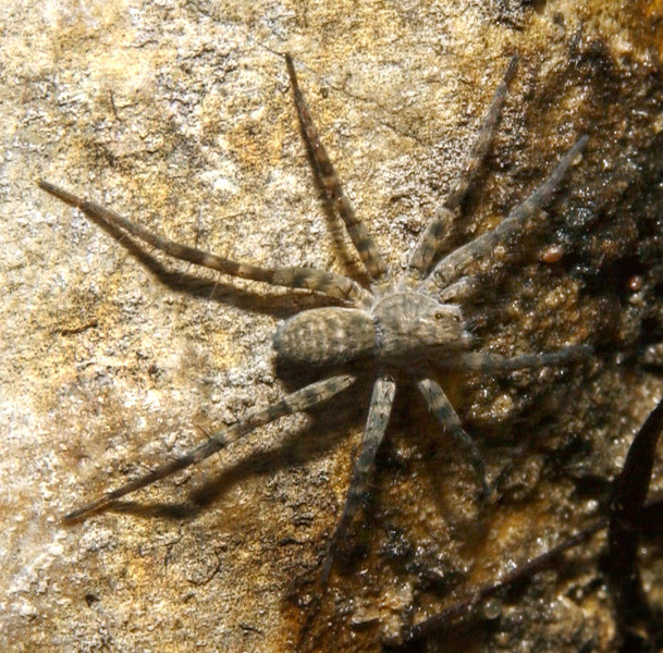 Chelicerata