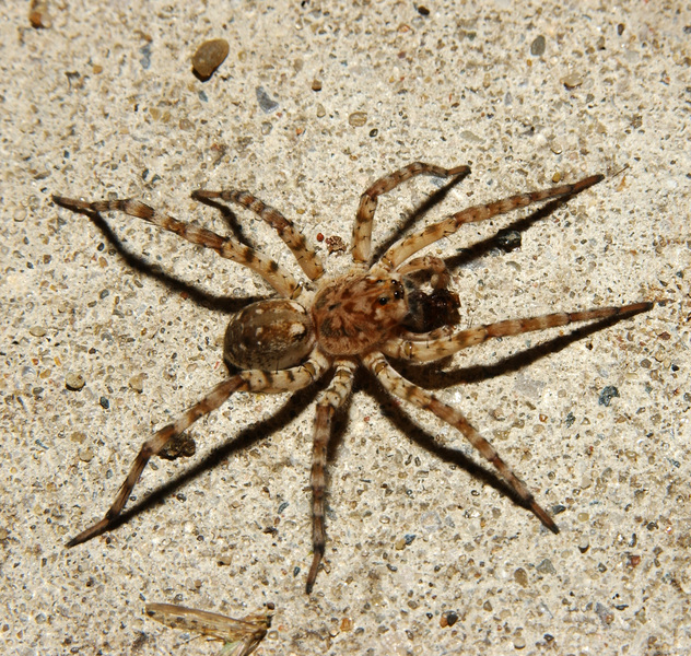 Araneae