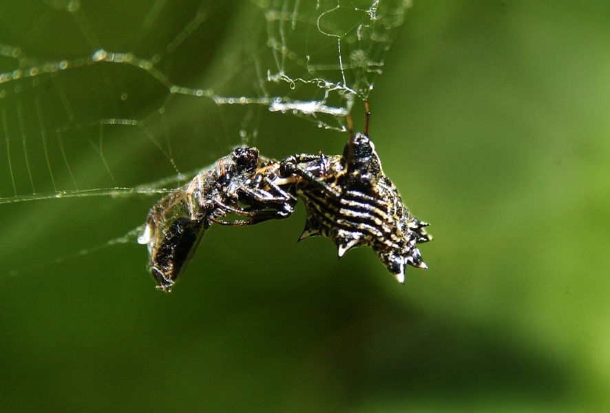 Arachnida