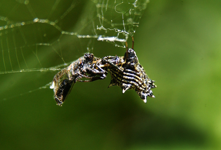 Photo of Micrathena gracilis