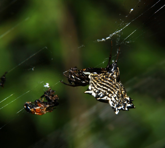 Photo of Micrathena gracilis