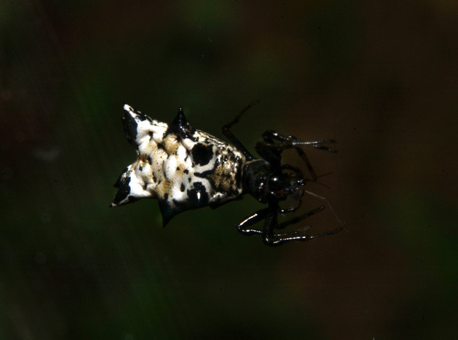 Photo of Micrathena gracilis