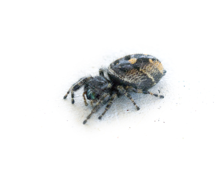 Salticidae