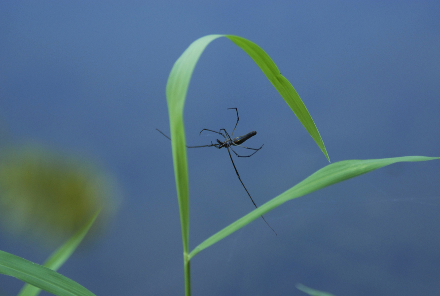 Araneae