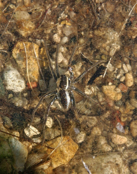 Dolomedes