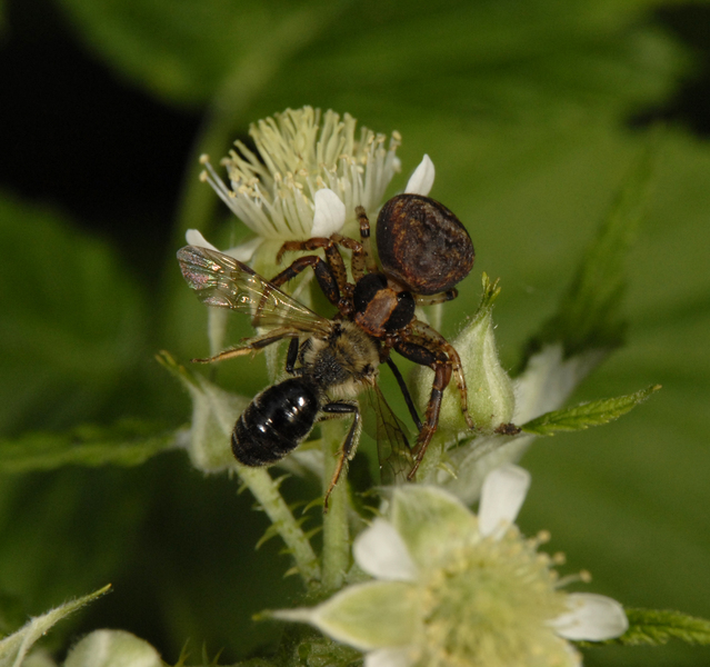 Eumetazoa