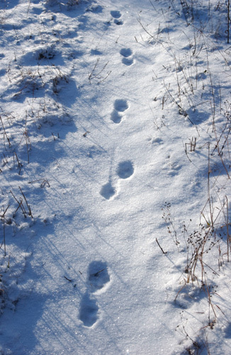 Canis latrans