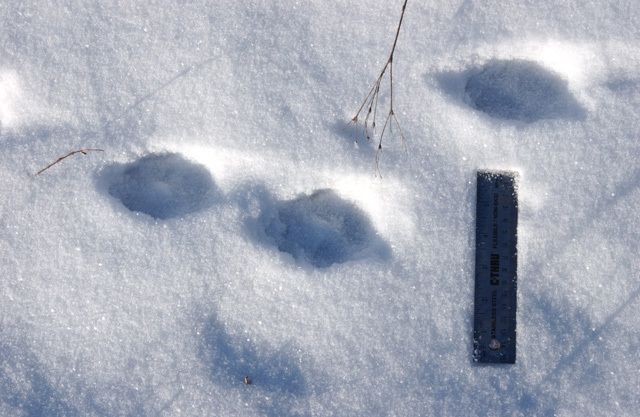 Canis latrans