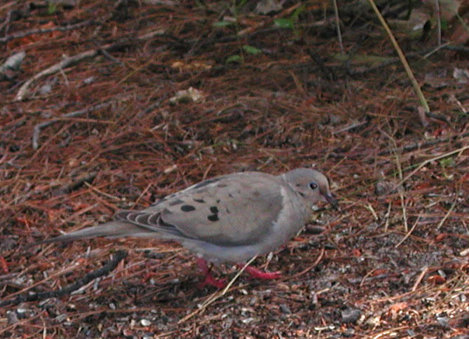 Columbinae