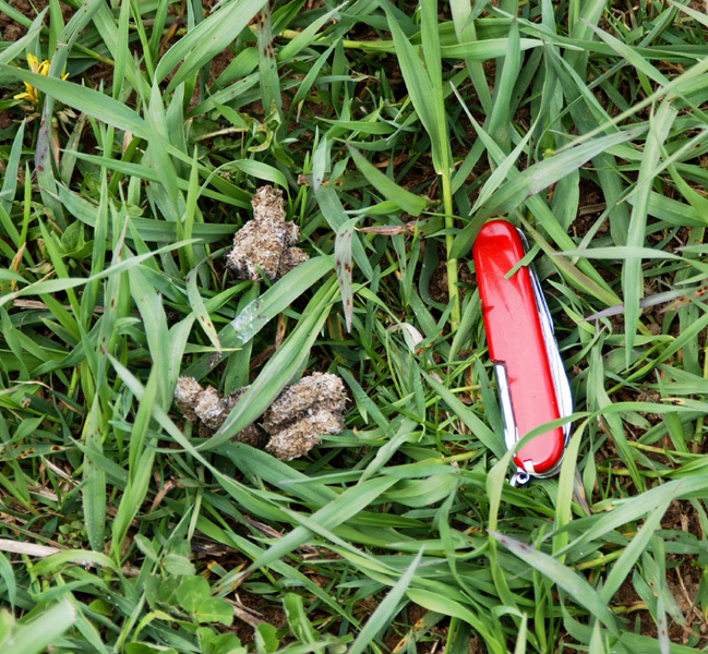 goosedroppings