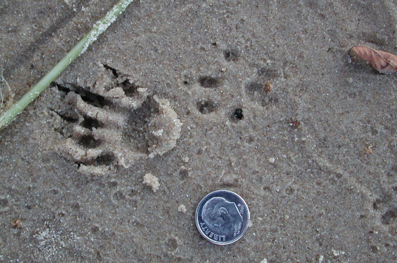 Sciurus carolinensis