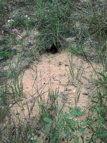 groundsquirrel_burrow