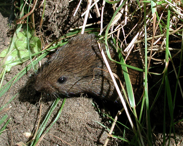 Microtus pennsylvanicus