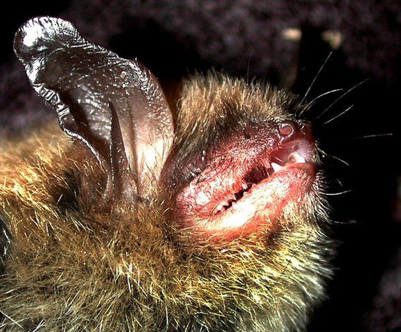 Photo of Myotis septentrionalis