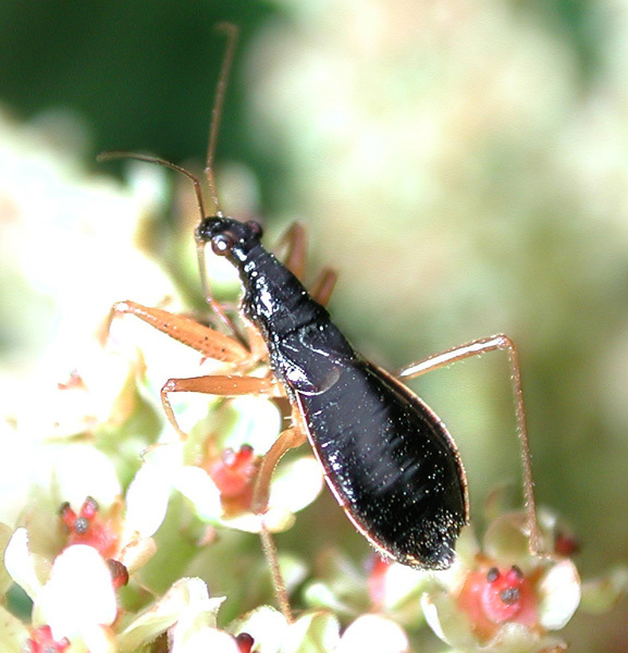 Hemiptera