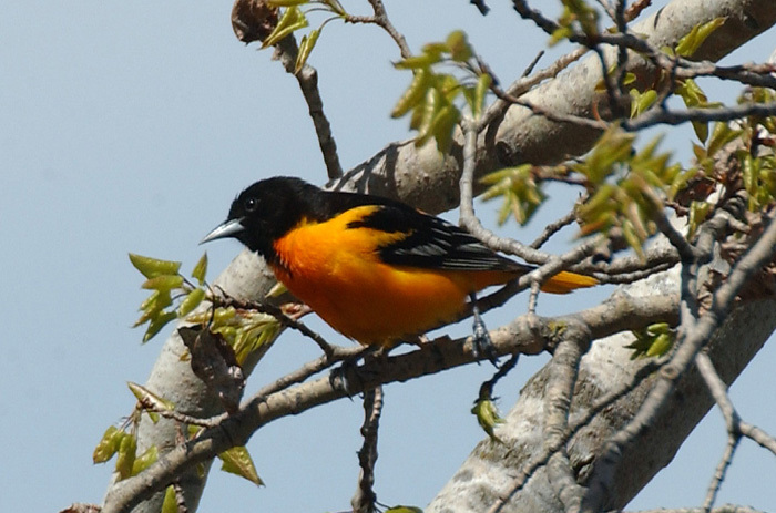 oriole3