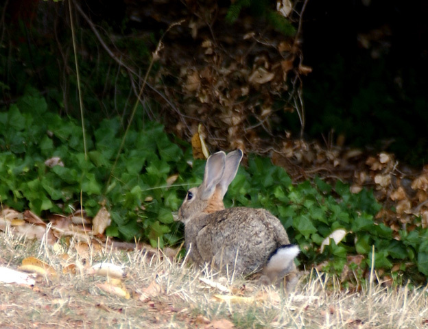 Leporidae