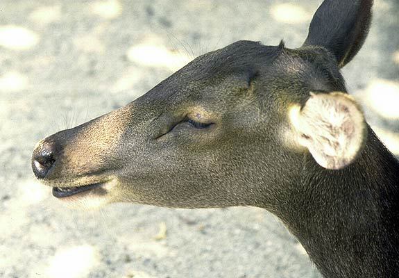 Artiodactyla