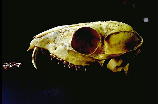 Craniata