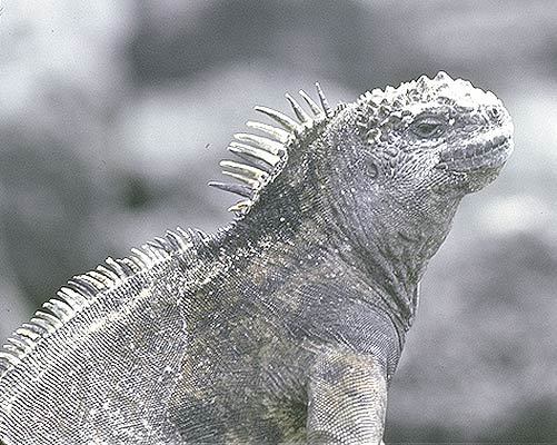 Iguanidae