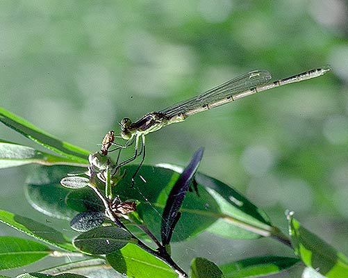 Coenagrionidae