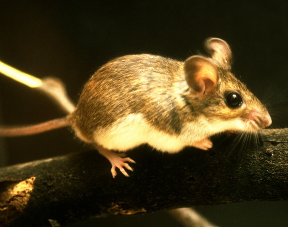 Peromyscus leucopus