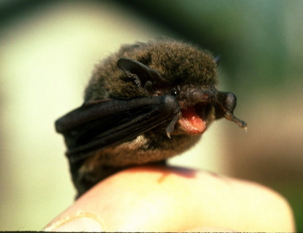 pipistrellus_mimus