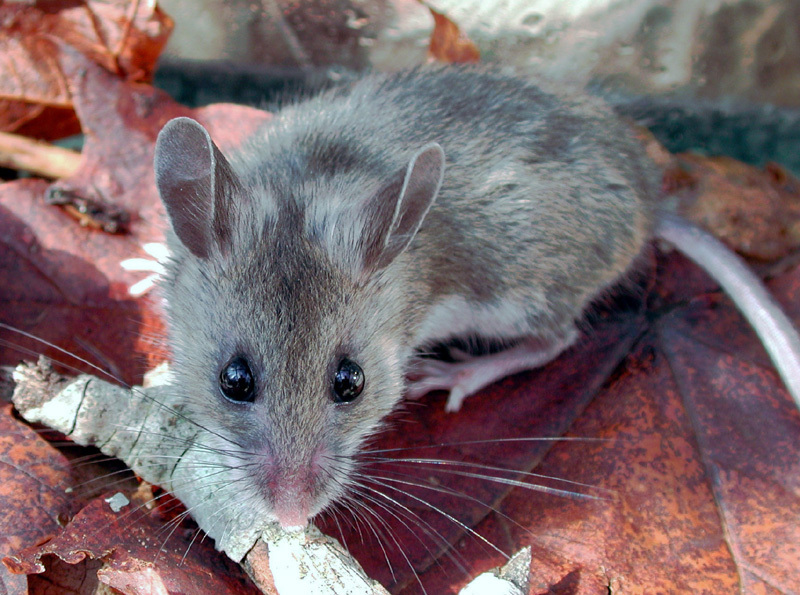 Peromyscus