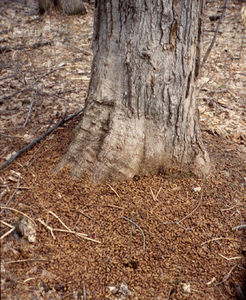 Hystricomorpha