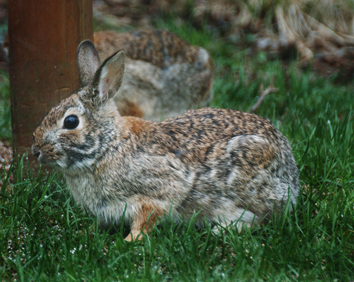 Sylvilagus floridanus