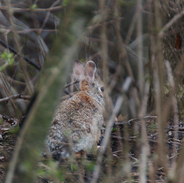 Sylvilagus floridanus