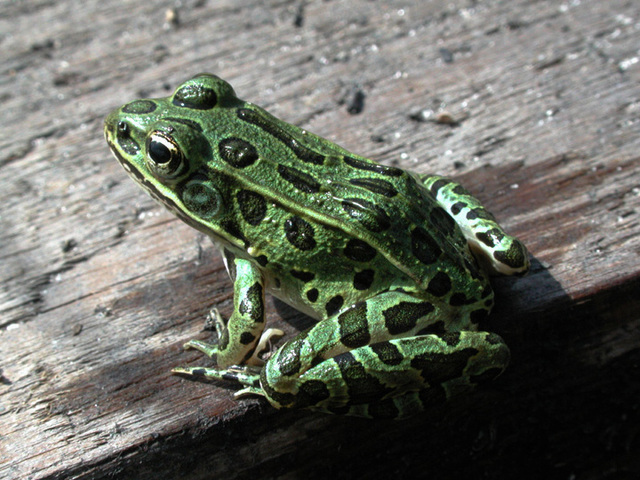 Photo of Lithobates pipiens