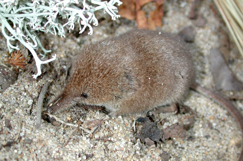 Deuterostomia