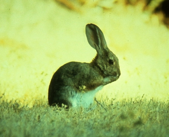 Photo of Sylvilagus audubonii