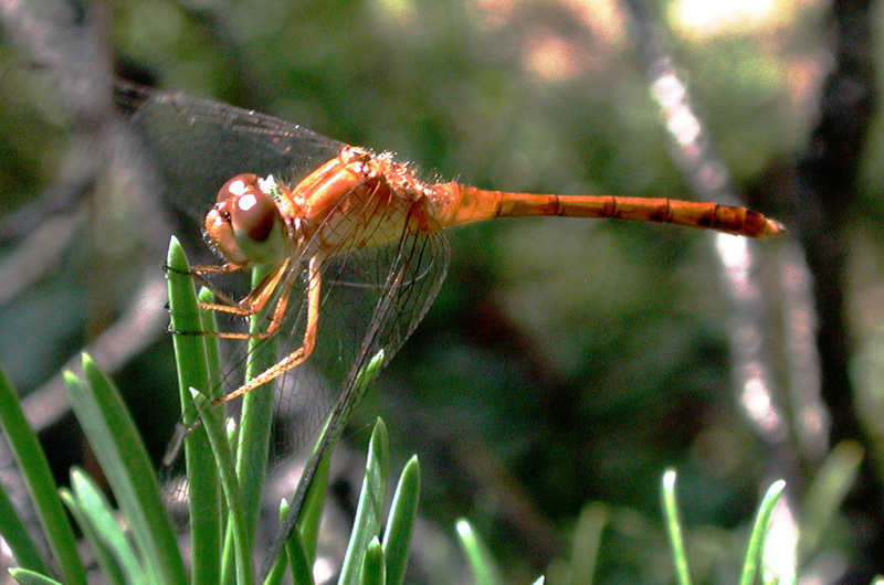 Sympetrum vicinum