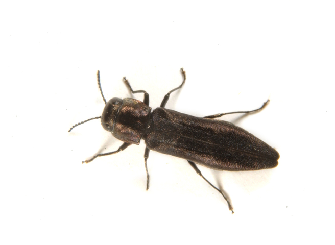 Photo of Agrilus