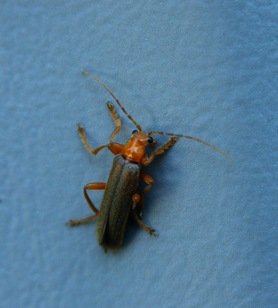 Coleoptera