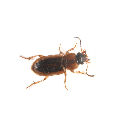 Photo of Carabidae