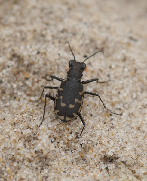 Cicindela hirticollis