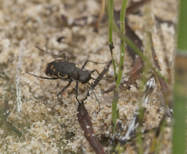 Cicindela hirticollis