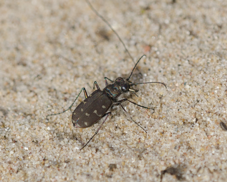 cicindela5168