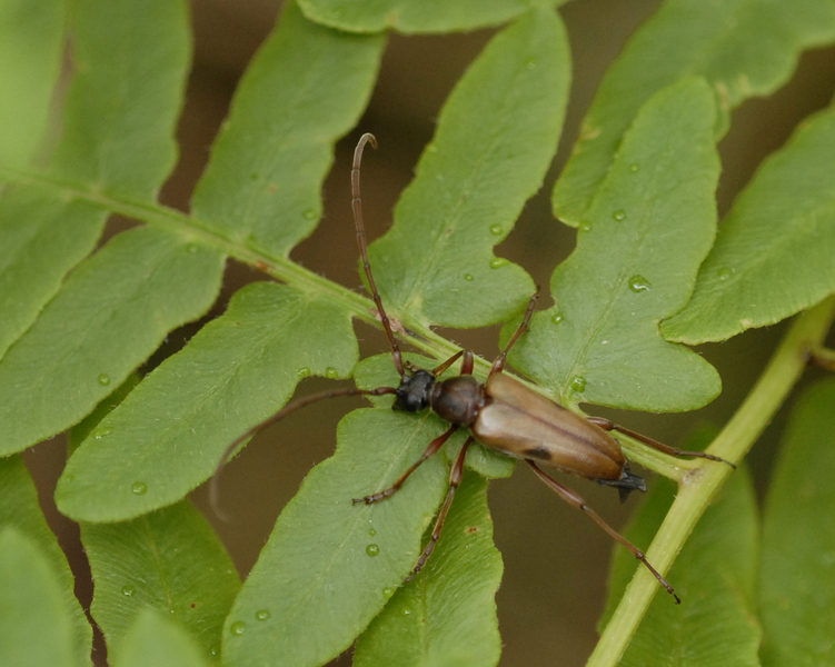 Eumetazoa