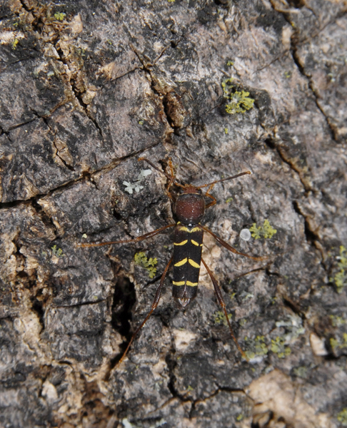 Neoclytus_acuminatus3229